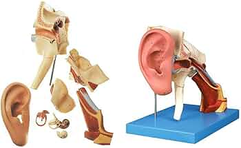 中耳・側頭骨 3D 解剖マニュアル DVD-ROM付 中耳・側頭骨3D解剖マニュアル[DVD-ROM付] | 書籍詳細 | 書籍